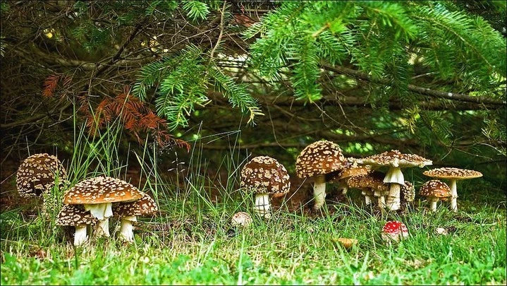 Die faszinierende Welt der Amanita-Pilze: Amanita muscaria und Amanita regalis