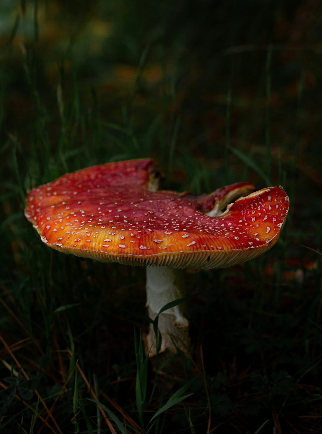 Fliegenpilz kaufen und sicher anwenden Einsteiger-Tipps