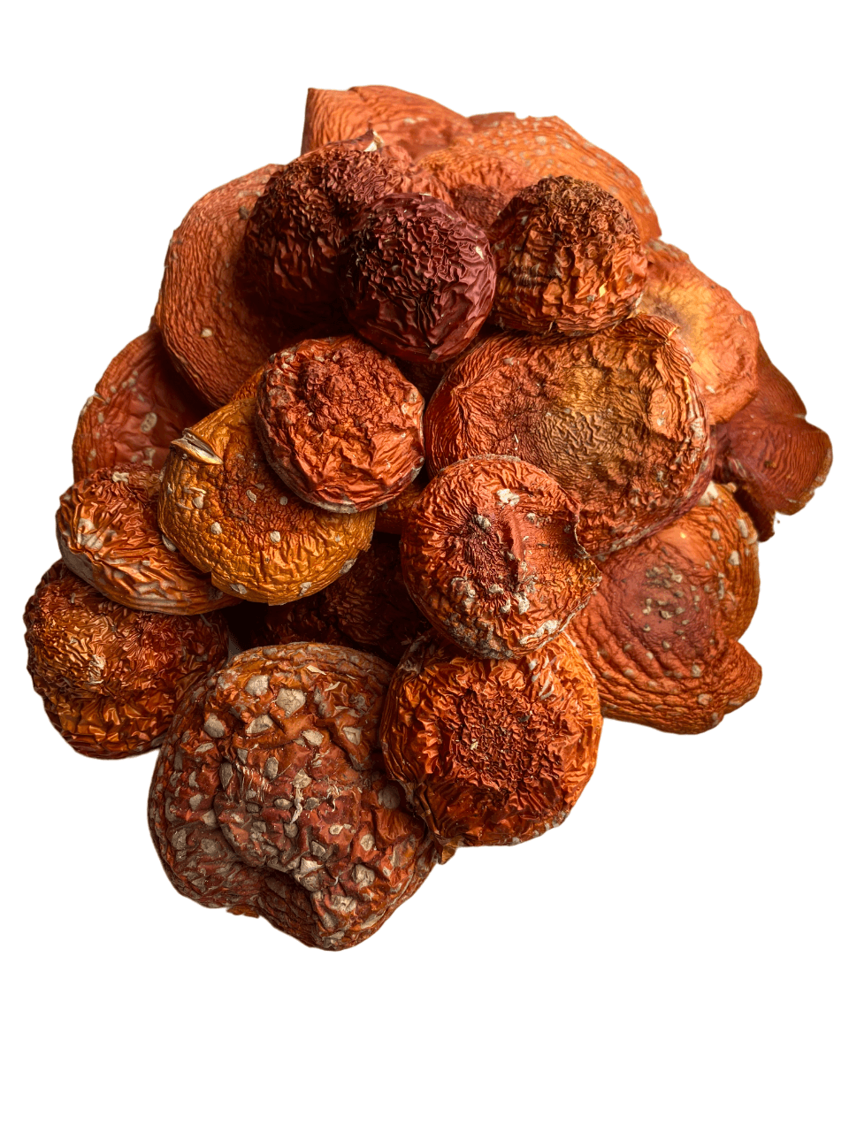 Hochwertige Fliegenpilz Kappen aus Lettland und Litauen. Sorgfältig getrocknet zur Qualitätssicherung. Ideal für eine lange Haltbarkeit.