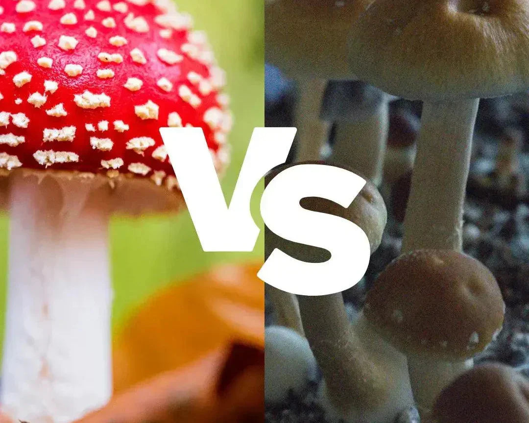 Amanita Muscaria vs. Psilocybin-Pilze – Die wichtigsten Unterschiede