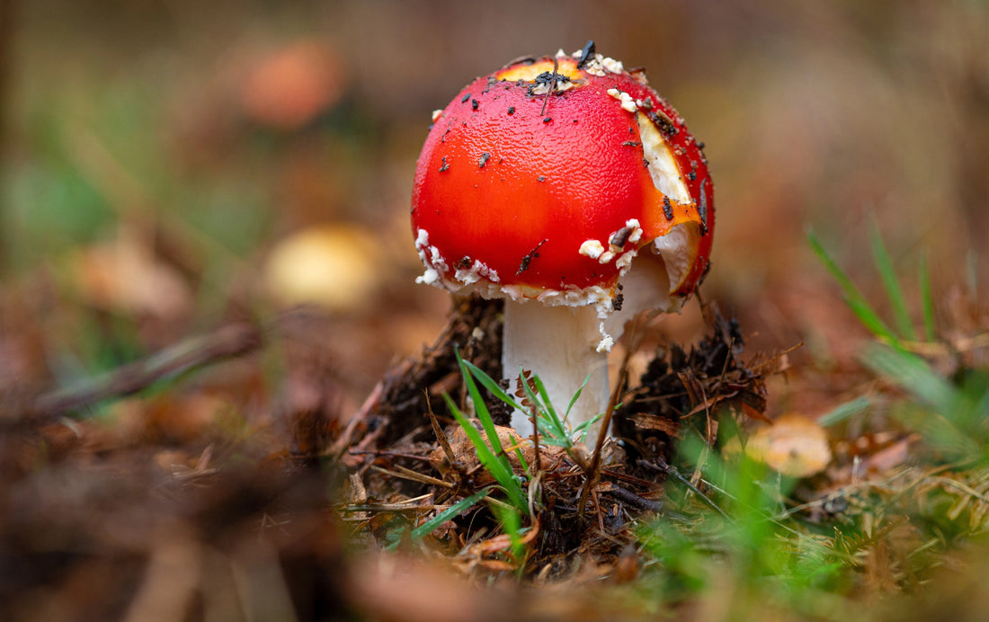 Enthüllung der Geheimnisse des Fliegenpilzes: Ein tiefer Einblick in Amanita Muscaria