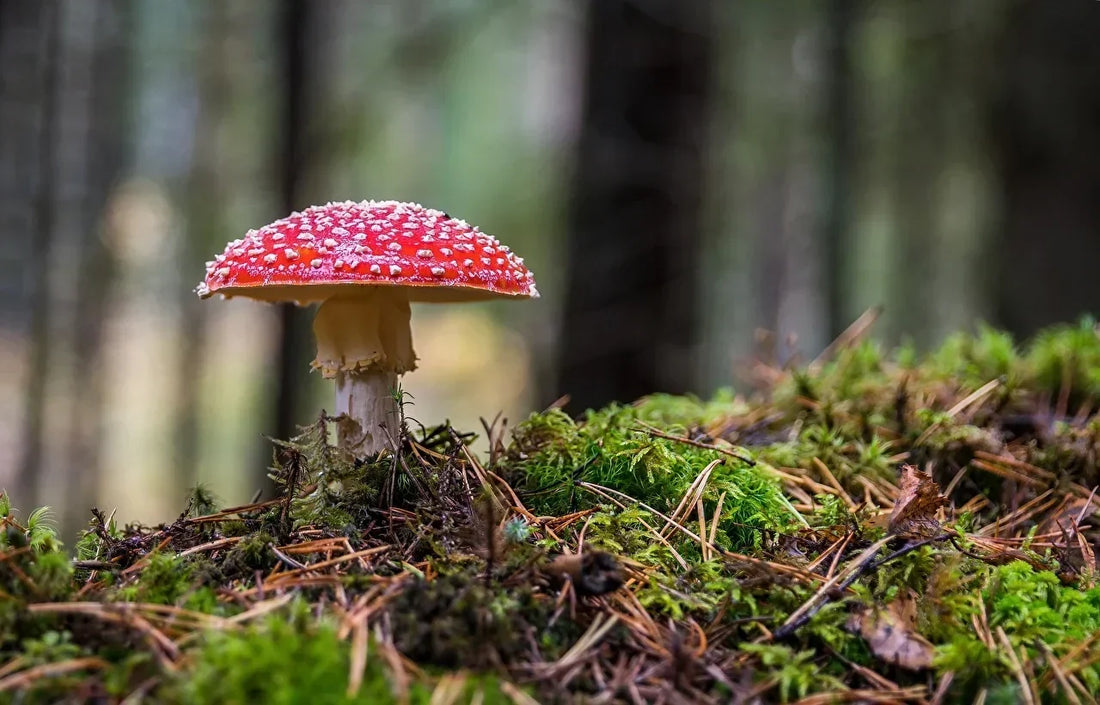 Junger Fliegenpilz auf Moos und Nadelstreu im Herbstwald