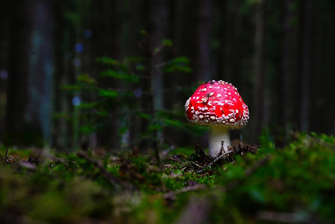 Kaufen Amanita Muscaria