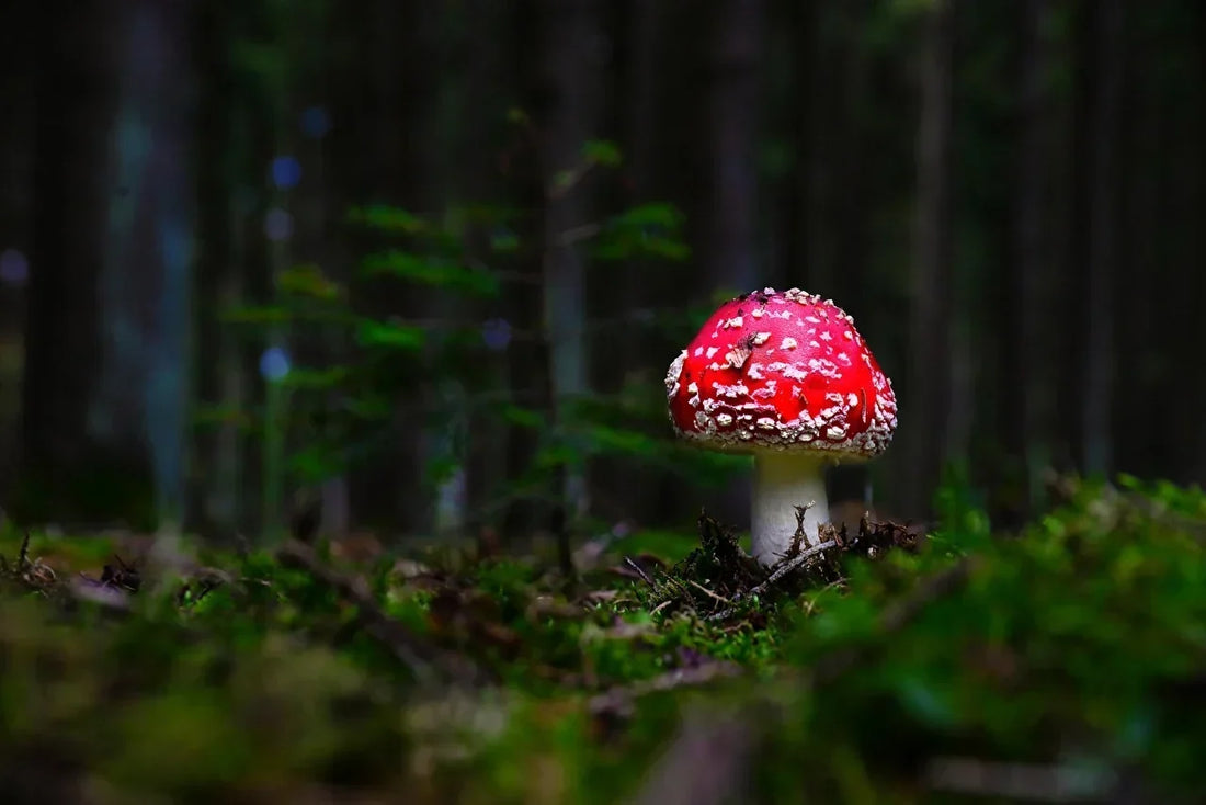 Einzelner Fliegenpilz mit rotem Hut und weißen Flocken im dunklen Nadelwald