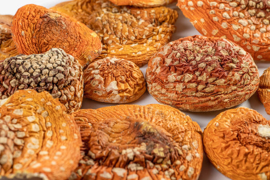 Microdosing Trend: Was Amanita muscaria wirklich kann!