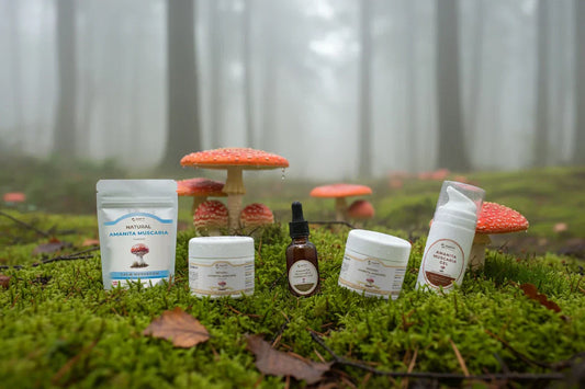 Premium getrocknete Fliegenpilz Hüte von fliegenpilz.shop