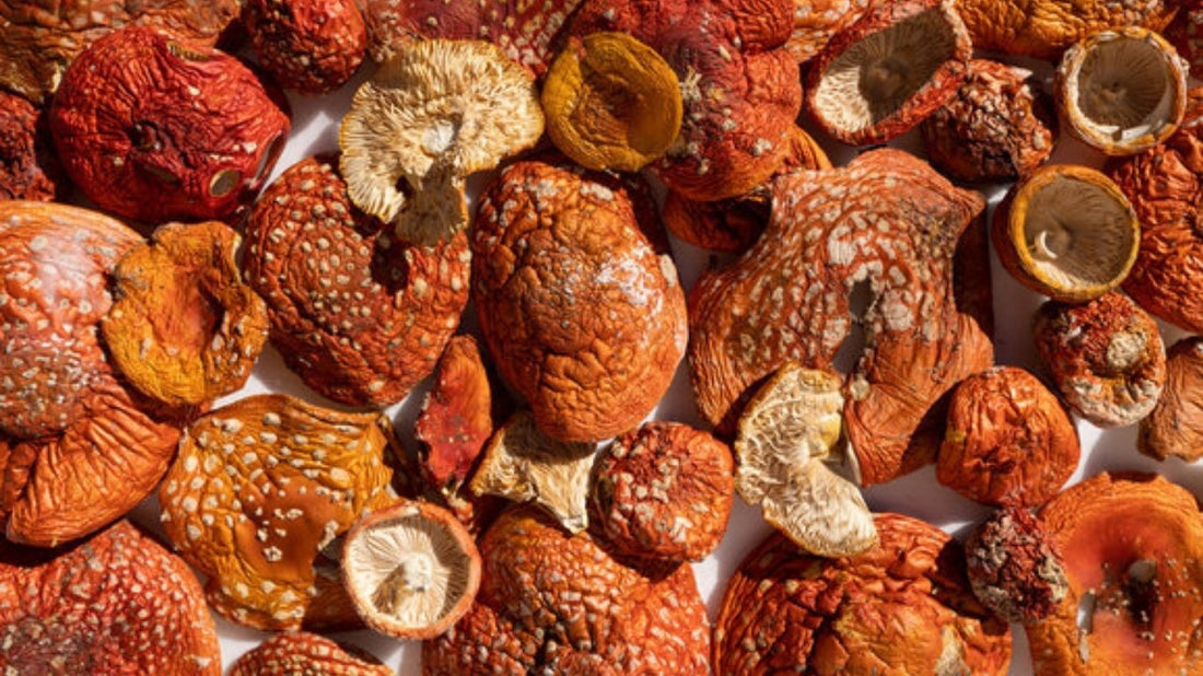Amanita Muscaria Fermentum vs. Tinktur – Was ist der Unterschied?