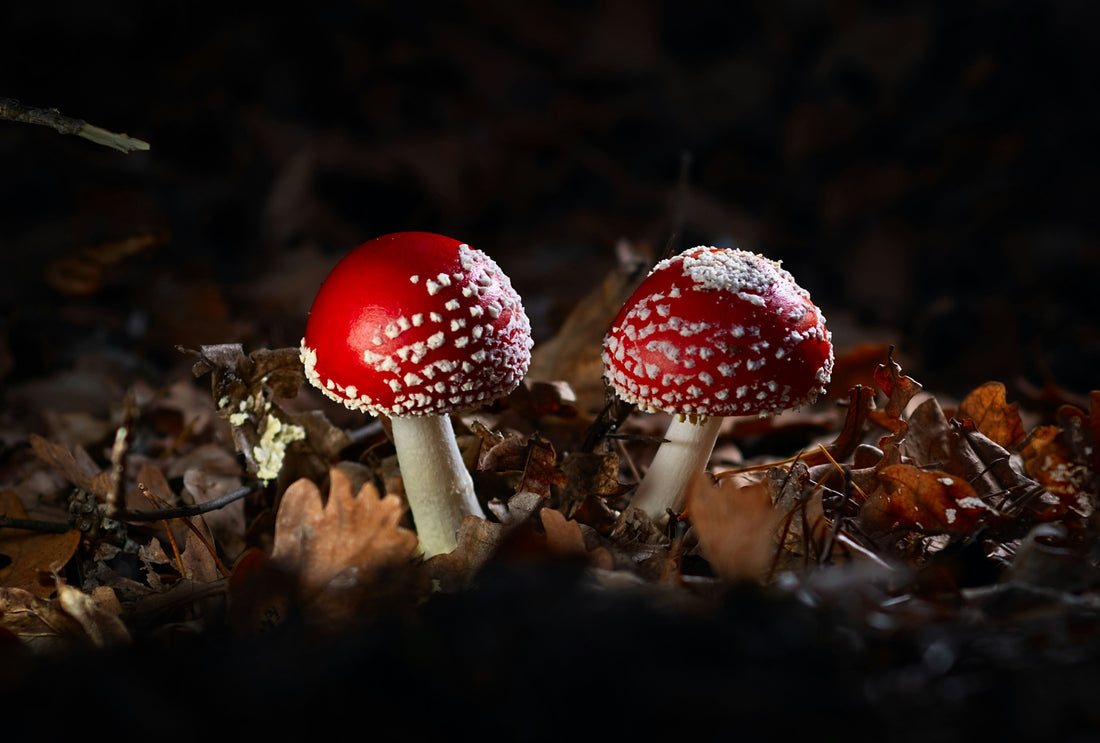 Alt-Text: Zwei leuchtend rote Fliegenpilze im dunklen Wald, umgeben von Laub.