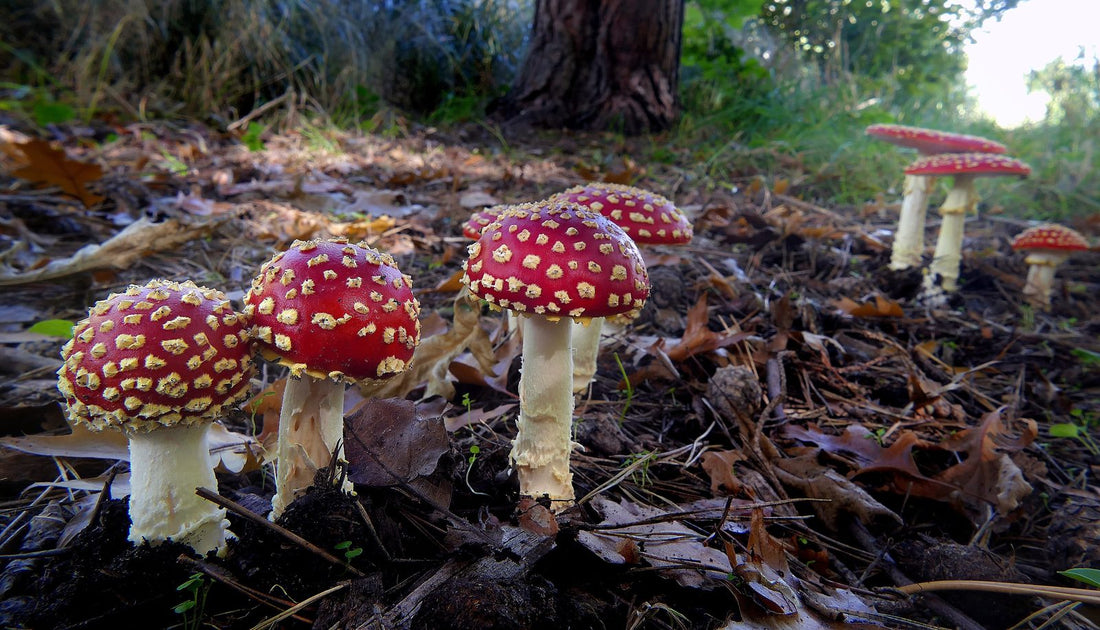Fliegenpilz Preis: Was kostet guter Fliegenpilz und warum?