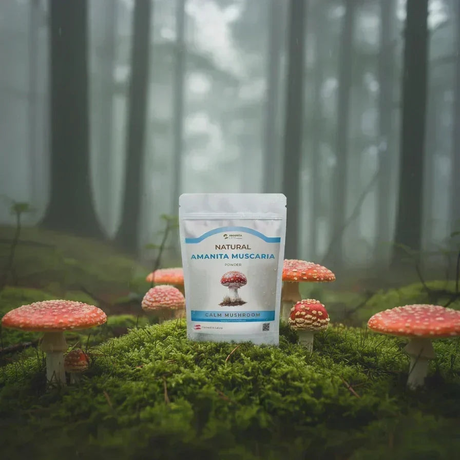 Beutel mit Amanita-muscaria-Pulver auf Moos zwischen Fliegenpilzen im nebligen Wald