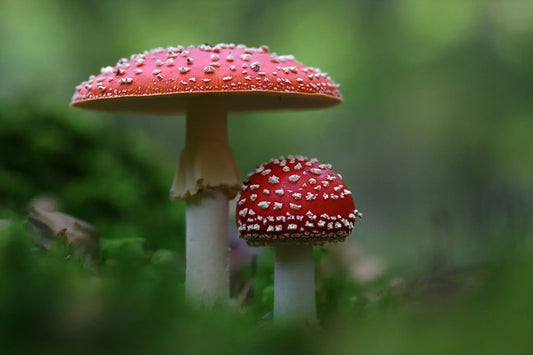 Fliegenpilz Kaufen – Fliegenpilz Pulver & Getrocknet Zu Fairem Preis