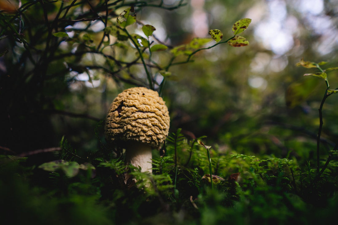 Königsfliegenpilz kaufen: Amanita regalis – Herkunft, Formen, Preise