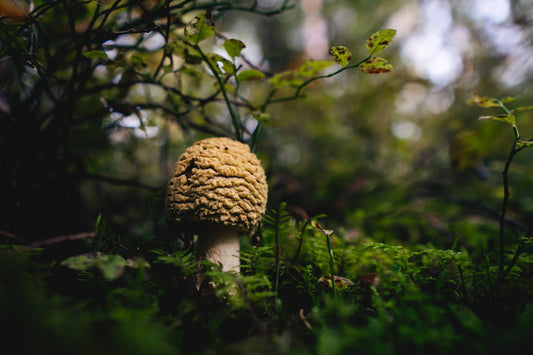 Königsfliegenpilz kaufen: Amanita regalis – Herkunft, Formen, Preise