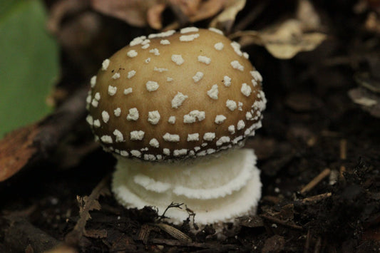Pantherpilz kaufen: Amanita pantherina als Kappen, Pulver und Kapseln