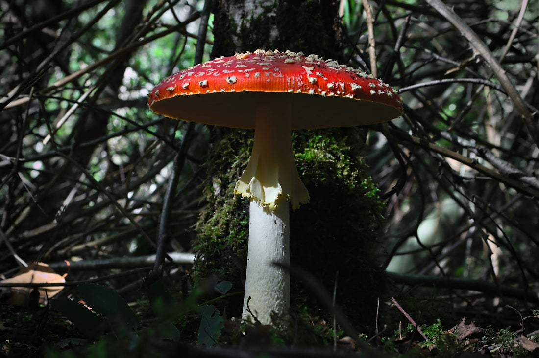 Enthüllung der Geheimnisse des Fliegenpilzes: Ein tiefer Einblick in Amanita Muscaria
