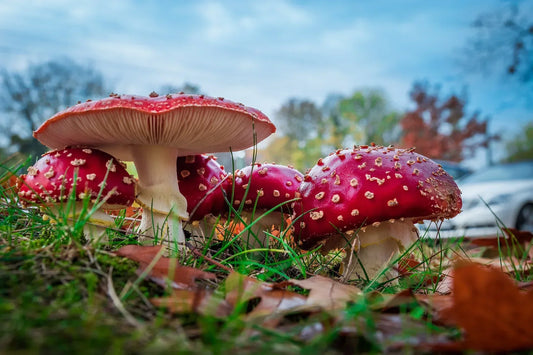 Vom Wald zu dir: So ernten, trocknen und verpacken wir hochwertigen Fliegenpilz