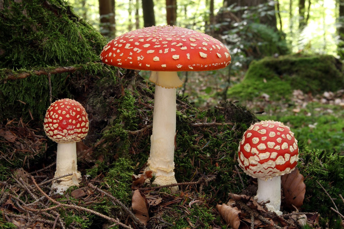 Wo wächst der Fliegenpilz? Standorte, Böden und Partnerbäume