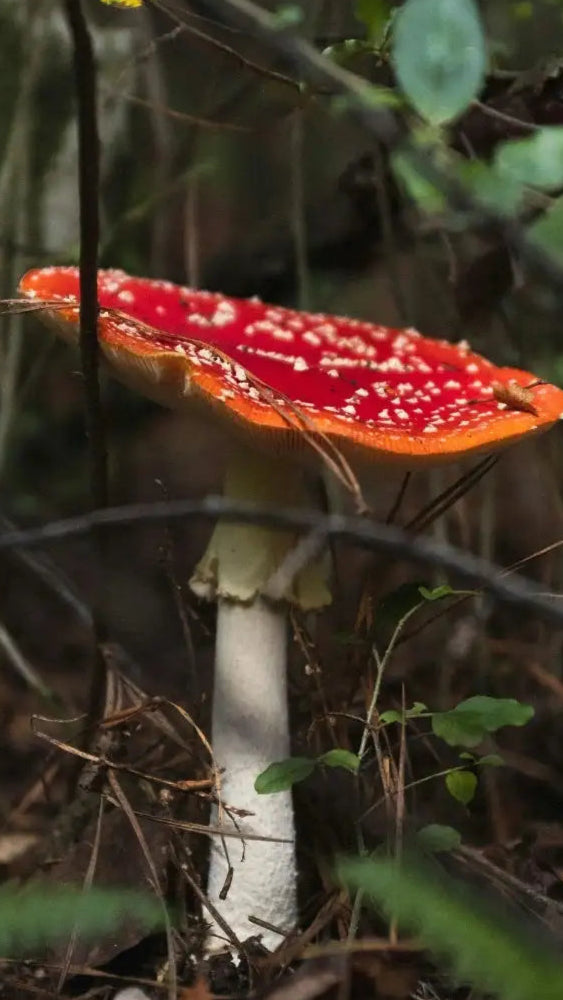 fliegenpilz