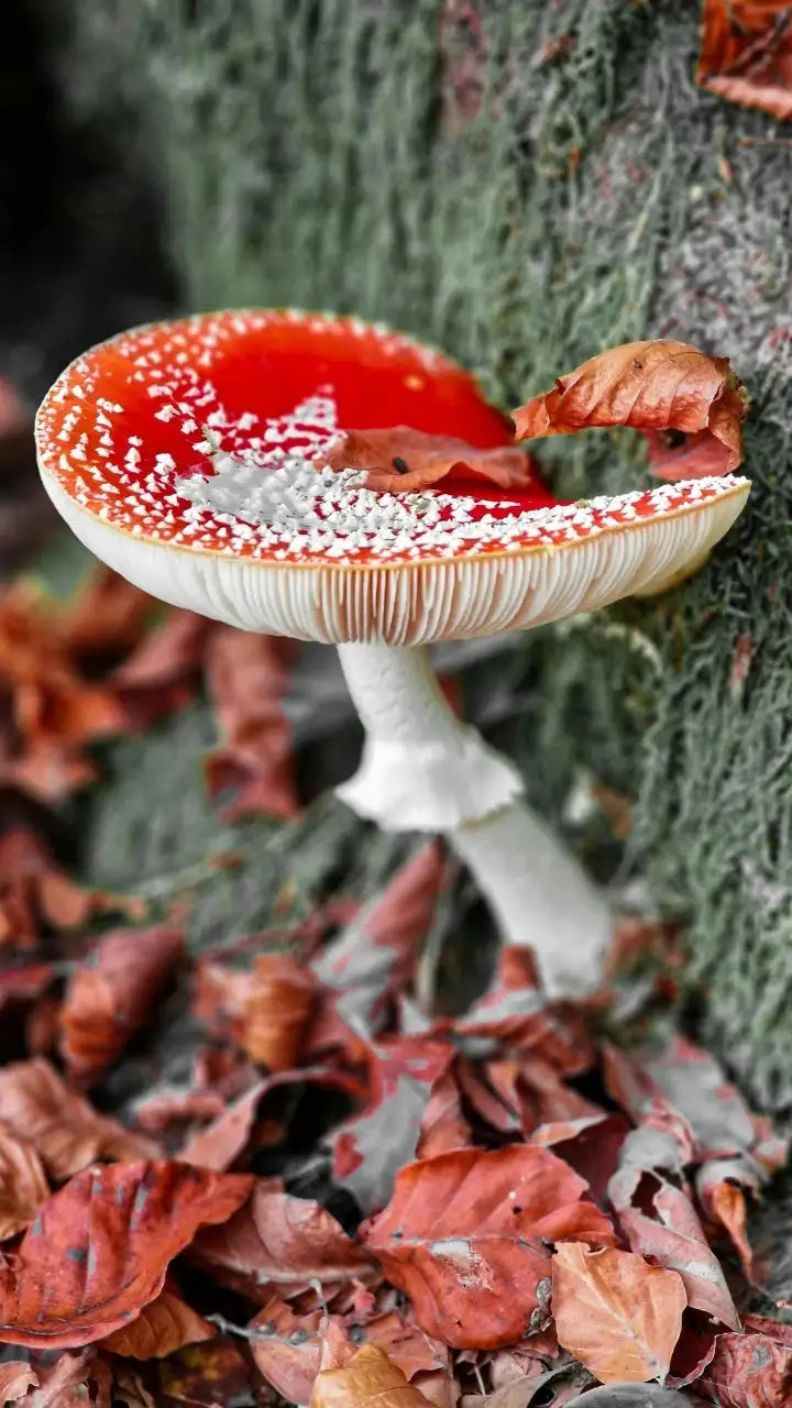 fliegenpilz